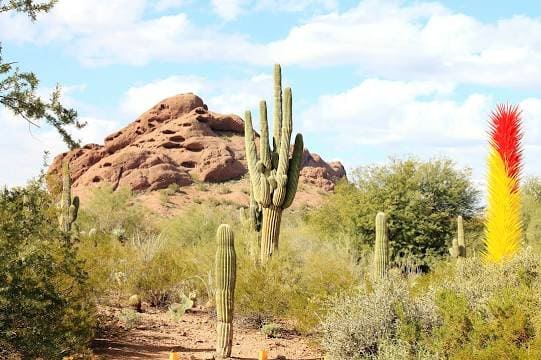 Desert Botanical